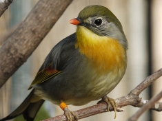 Avifauna Nederland