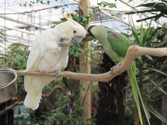 Avonturia De Vogelkelder