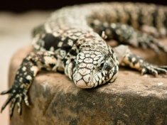 Berkenhof's Tropical Zoo