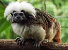 Best Zoo