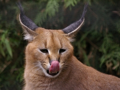 Dierentuin Tilburg