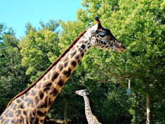 DierenPark Amersfoort