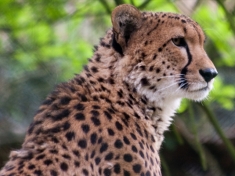 Dierentuin Amersfoort