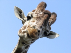 DierenPark Amersfoort Nederland