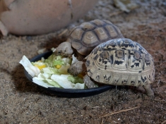 DoeZoo Insektenwereld Nederland
