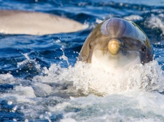 Dolfinarium
