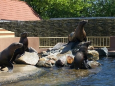 Dolfinarium Nederland
