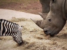 GaiaZOO Kerkrade