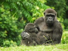 Dierentuin Kerkrade
