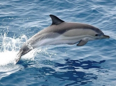 Grand Aquarium