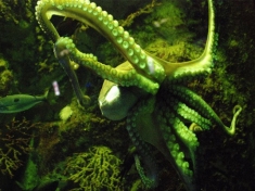 Aquarium Saint Malo