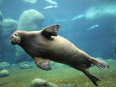 Zoo Hamburg