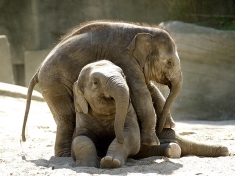 Hagenbeck Deutschland