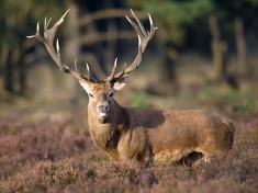 Hoge Veluwe
