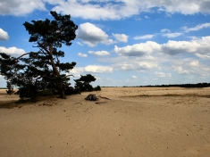 Overig Hoenderloo