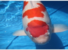 Holland KOI Show