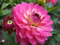 Tuin Amsterdam