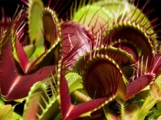 Hortus Botanicus Nederland