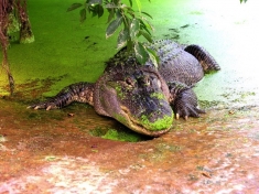 Iguana Reptielenzoo