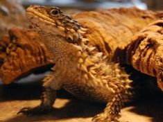 Iguana Reptielenzoo Nederland