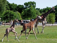 Dierentuin Jaderberg