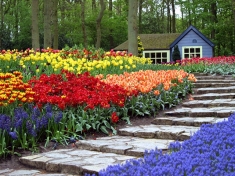Keukenhof