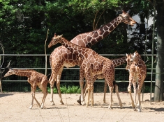 Kölner Zoo