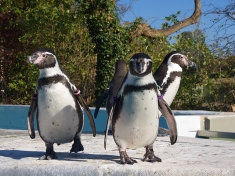 Dierentuin Keulen