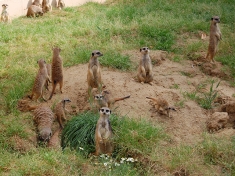Kölner Zoo Duitsland