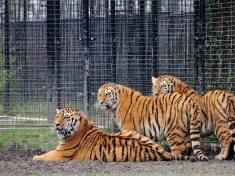 Dierentuin Anna Paulowna