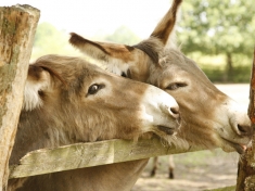 Zoo Lauenbrück
