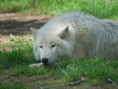 Dierentuin Aywaille