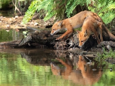 Monde Sauvage België