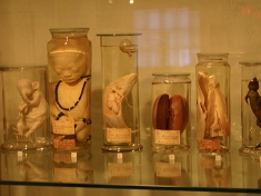 Museum Leiden