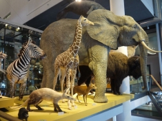 Museum Leiden