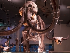 Naturalis Nederland