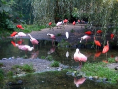 Dierentuin Rheine