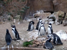 Naturzoo Rheine Duitsland