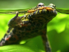 Openbaar Aquarium Brussel