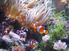 Aquarium Brussel