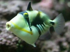 Openbaar Aquarium Brussel België
