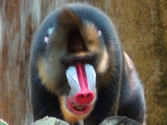 Ouwehands Dierenpark
