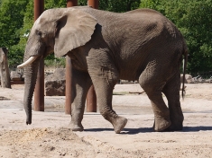 Ouwehands Dierenpark Nederland