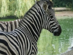 Dierentuin Veldhoven