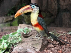 Zoo Veldhoven Nederland