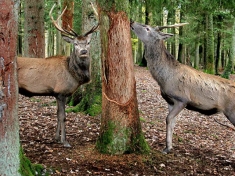 Parc A Gibier