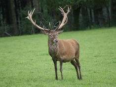 Dierentuin Luxemburg