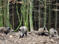 Parc A Gibier