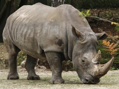 Dierentuin Mechelen