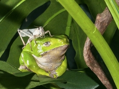 Reptielenhuis De Aarde